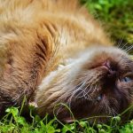 猫の添加物対策におすすめのおやつ5選
