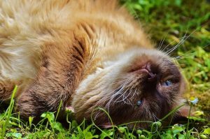 猫の添加物対策におすすめのおやつ5選