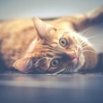 ホームセンターやスーパーの市販キャットフードはおすすめ?