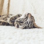 100種類以上から選ぶ猫におすすめの安全性が高いフード3選