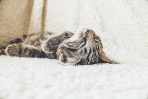100種類以上から選ぶ猫におすすめの安全性が高いフード3選