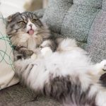 合成添加物を軸にキャットフードを選ぶ重要性とメリット