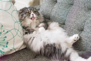 合成添加物を軸にキャットフードを選ぶ重要性とメリット