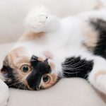 イティキャットフードの栄養成分と安全性の口コミ評判