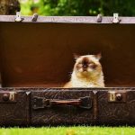 イオンキャットフードの栄養成分と安全性の口コミ評判