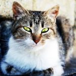 フリーズドライ製法のおすすめキャットフードランキング