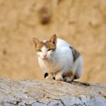 猫に最適な餌の種類は?猫用フードの種類一覧表の決定版!