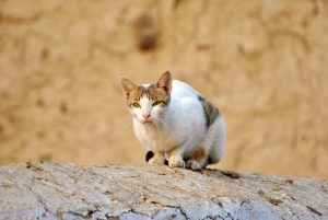 猫に最適な餌の種類は?猫用フードの種類一覧表の決定版!