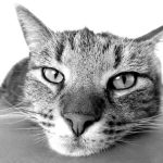 おすすめの猫ご飯はドライフード!厳選ドライフードまとめ