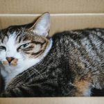 猫の餌が買える通販サイトのメリットデメリット