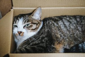 猫の餌が買える通販サイトのメリットデメリット