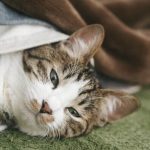 猫の餌におすすめの市販キャットフードコスパランキング!