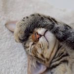 全年齢対応のキャットフードのメリットデメリットとおすすめ3選