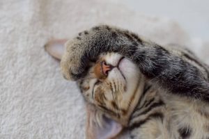 全年齢対応のキャットフードのメリットデメリットとおすすめ3選