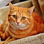 キャットフードをお得にまとめ買いする3つのテクニック