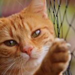 ナチュラルナースキャットフードの栄養成分と安全性の口コミ評判