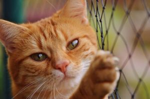 ナチュラルナースキャットフードの栄養成分と安全性の口コミ評判