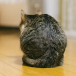猫の餌で人気があるフードの種類は何?ドライ?ウェット?