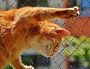 ヘルスオンキャットフードの栄養成分と安全性の口コミ評判