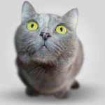便秘の猫におすすめの市販キャットフード5選