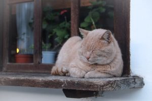 縁側で寝る猫