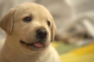 犬用サイエンスダイエットプロの栄養成分と安全性の口コミ評判