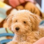 ベストバランスの栄養成分と安全性の口コミ評判