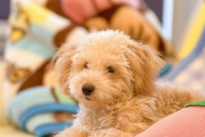 ベストバランスの栄養成分と安全性の口コミ評判