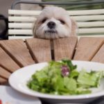 シーザードッグフードの栄養成分と安全性の口コミ評判